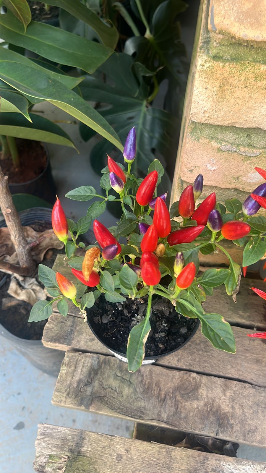 Pimenteiras ornamentais